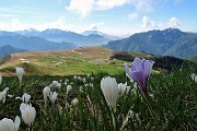 41 Crocus con vista sui Piani d'Avaro